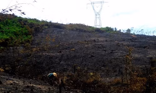 Khu vực rừng vừa đốt thực bì gây ra sự cố điện cho đường dây 500kV tại xã Hải Sơn - Ảnh: Quốc Nam