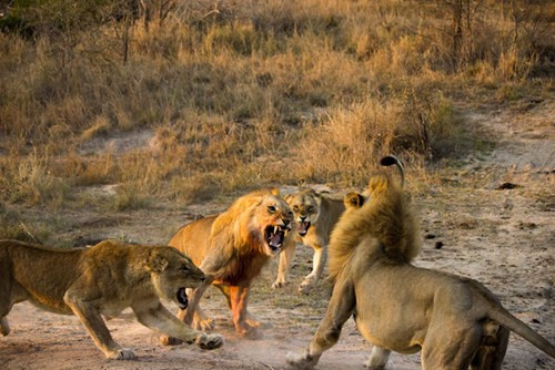 Con sư tử đực đi hoang cố gắng tiếp cận gia đình con sư tử đực khác, nó gầm lên thách thức đối thủ có phần nhỏ con hơn mình.