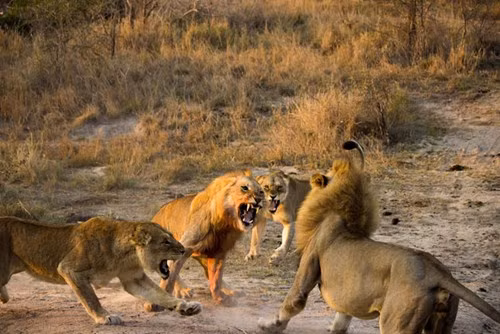 Con sư tử đực đi hoang cố gắng tiếp cận gia đình con sư tử đực khác, nó gầm lên thách thức đối thủ có phần nhỏ con hơn mình.