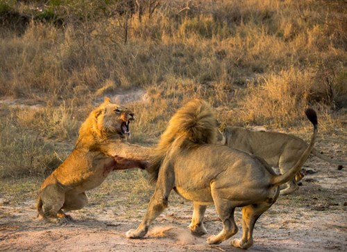 Sư tử đực đứng bằng cả hai chân, dùng đôi tay cào xé kình địch.
