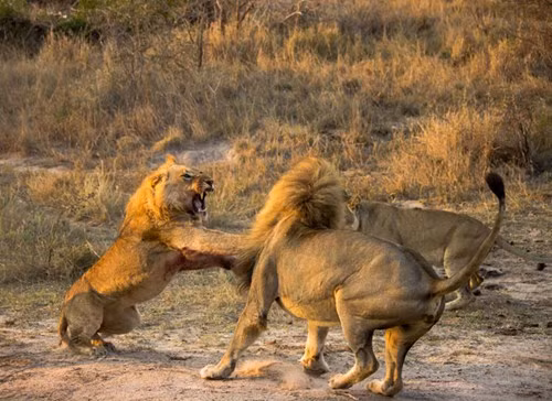 Sư tử đực đứng bằng cả hai chân, dùng đôi tay cào xé kình địch.