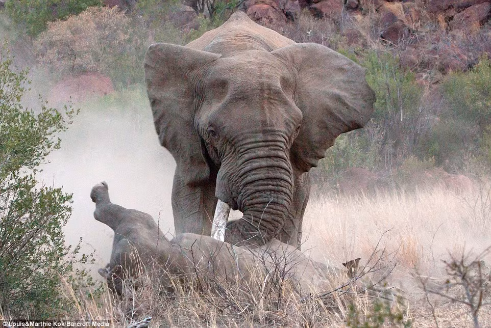 Tê giác và voi là hai gã khổng lồ trong thế giới động vật, chính vì thế cuộc đối đầu giữa hai loài vật đã tạo nên hỗn chiến kinh hoàng tại một công viên ở châu Phi.