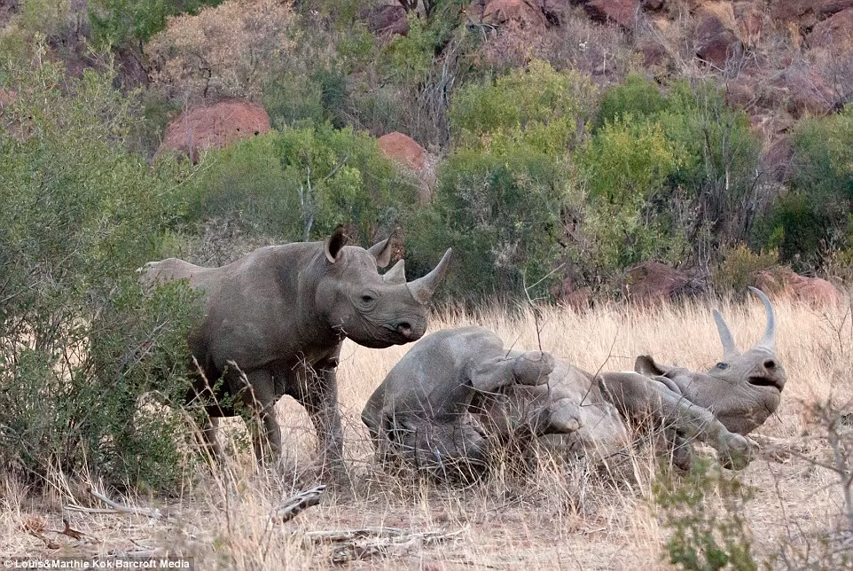 Tê giác mẹ rên rỉ khi vết thương gây đau đớn.
