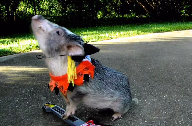 Bà chủ không tiếc tiền để ăn diện cho Thimble.