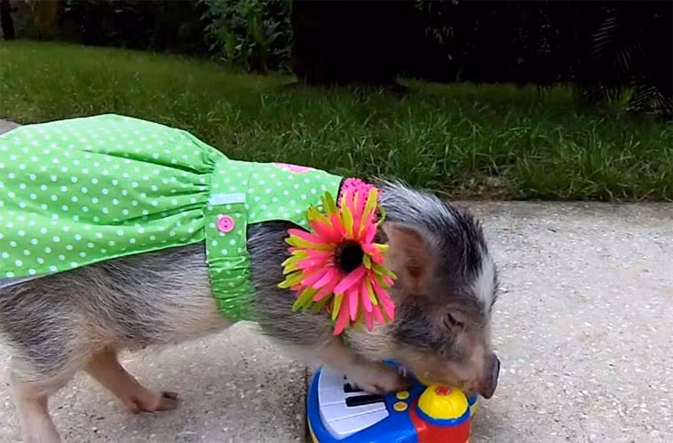 Khả năng chơi đàn piano tài tình của một cô lợn bé nhỏ tên Thimble khiến cho người hâm mộ trên các trang mạng xã hội vô cùng thích thú, thậm chí nó trở thành một hiện tượng trên Youtube. Nàng lợn đã thu hút được hàng ngàn lượt người theo dõi.