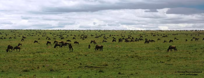 Một trong những khung cảnh tuyệt vời về động vật hoang dã tại Maasai Mara được nhiếp ảnh gia chụp từ trên máy bay. Những chấm đen xa xa chính là những đàn linh dương đầu bò đang di cư.