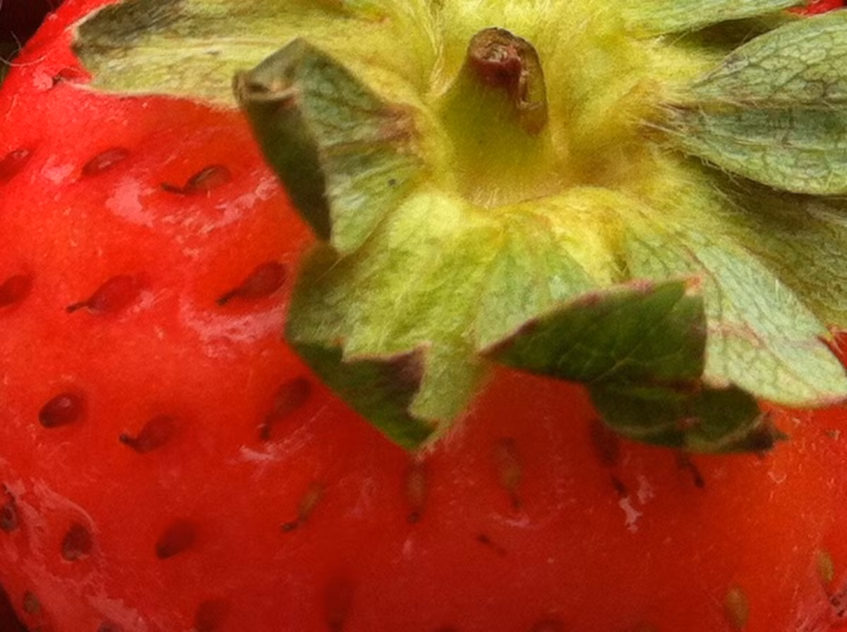 Đến camera của iPhone 4, ảnh phóng to của lá cây màu xanh đã hiển thị chi tiết hơn.