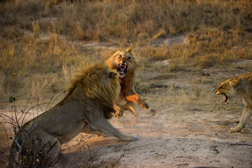 Biết không thể làm kẻ thứ 3 chen chân vào gia đình sư tử đực trẻ, con sư tử già hơn thối lui.