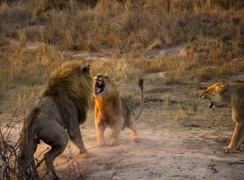 Tiếng gầm khủng khiếp của sư tử đực khiến đối thủ có phần kinh hãi, run sợ và chuẩn bị lùi bước.
