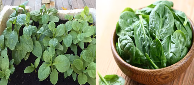 Mong toi phun kich thich 10 tieng vuon dai 30cm co dac diem nay