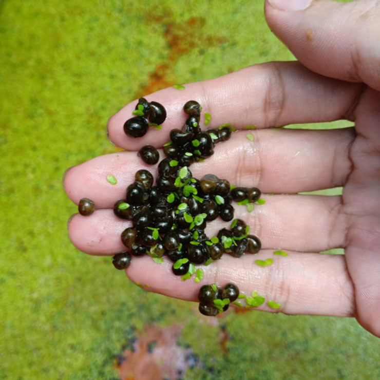 Nuoi dac san cho an toan thu bo di, kiem tien trieu moi thang-Hinh-7