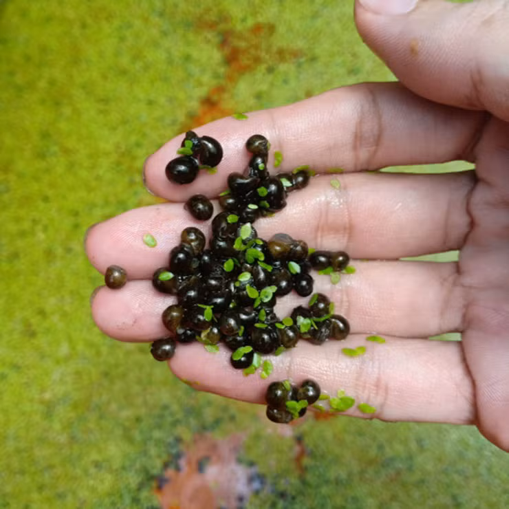 Nuoi dac san cho an toan thu bo di, kiem tien trieu moi thang-Hinh-7