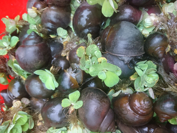 Nuoi dac san cho an toan thu bo di, kiem tien trieu moi thang-Hinh-6