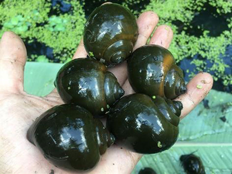 Nuoi dac san cho an toan thu bo di, kiem tien trieu moi thang-Hinh-11