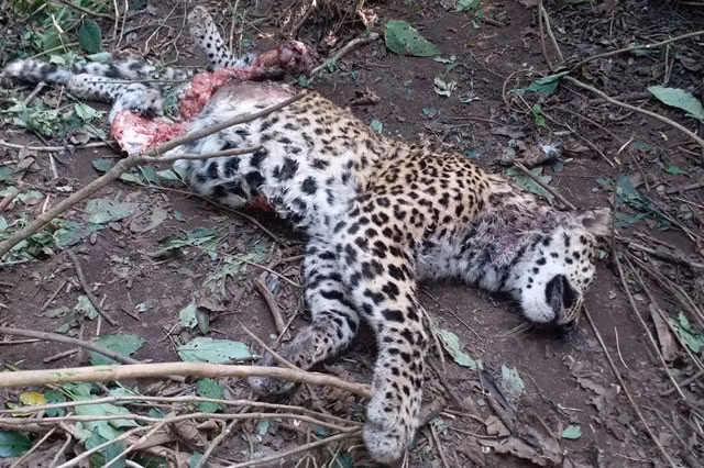 Báo hoa mai chết thảm trước nanh vuốt của hổ dữ Bao hoa mai chet tham truoc nanh vuot cua ho du