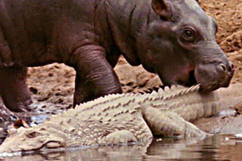 Hà mã con ‘vui tính’, xem cá sấu như đồ chơi Ha ma con ‘vui tinh’, xem ca sau nhu do choi