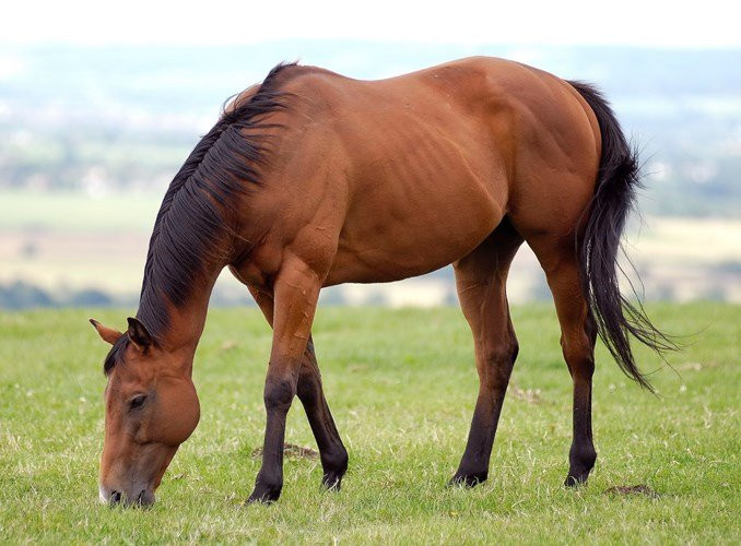 9 tu khoa ban tuyet doi khong nen tim kiem tren Google-Hinh-2