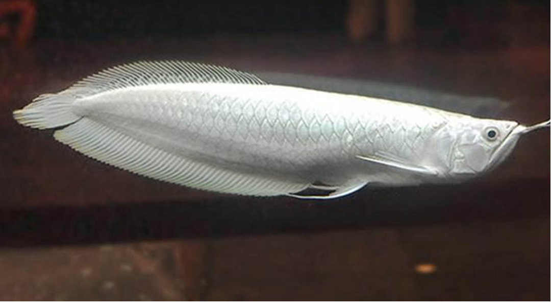 Loai ca canh dat nhat the gioi, gan 10 ty dong/con