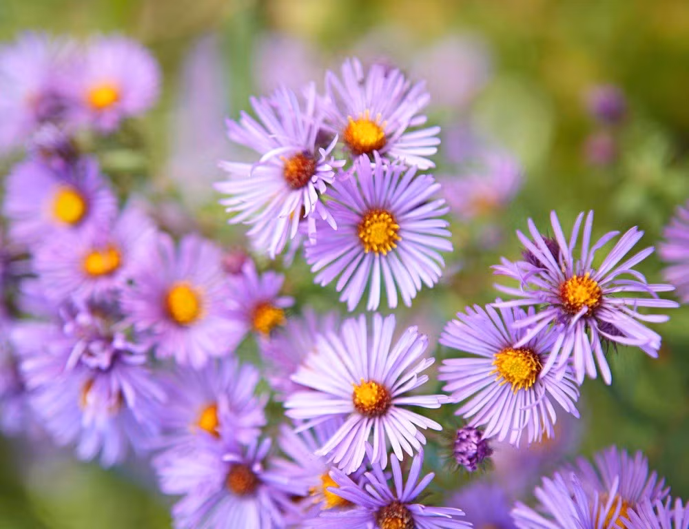 3 con giap an nen lam ra, hung mua tien vao giua thang Ba-Hinh-2