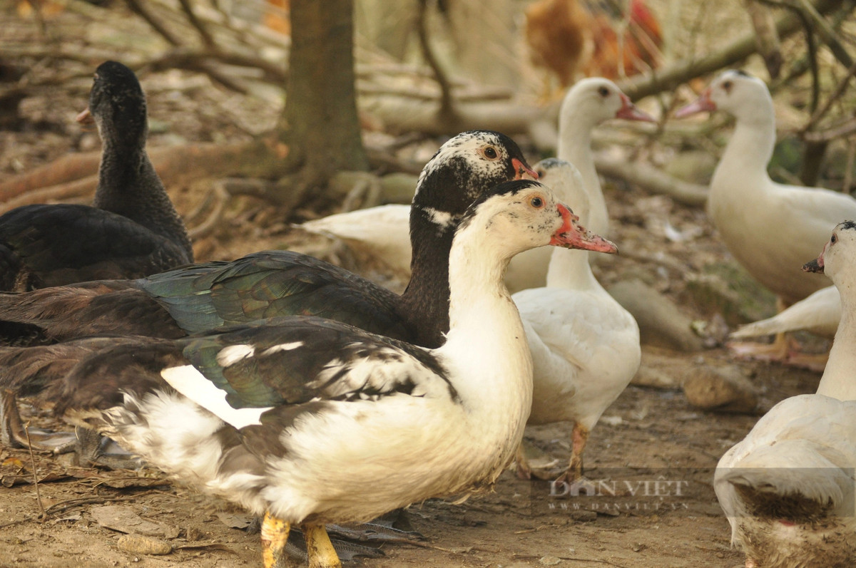 Ngan sao Dam Ha thanh dac san OCOP