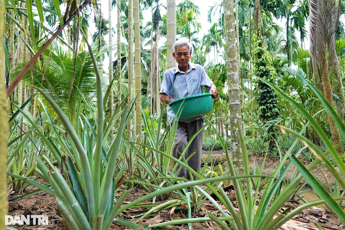 Tỷ phú chân đất thành công với cách làm cho cau, dừa, dứa 'sống chung' ảnh 4 Tỷ phú chân đất thành công với cách làm cho cau, dừa, dứa 'sống chung' ảnh 4