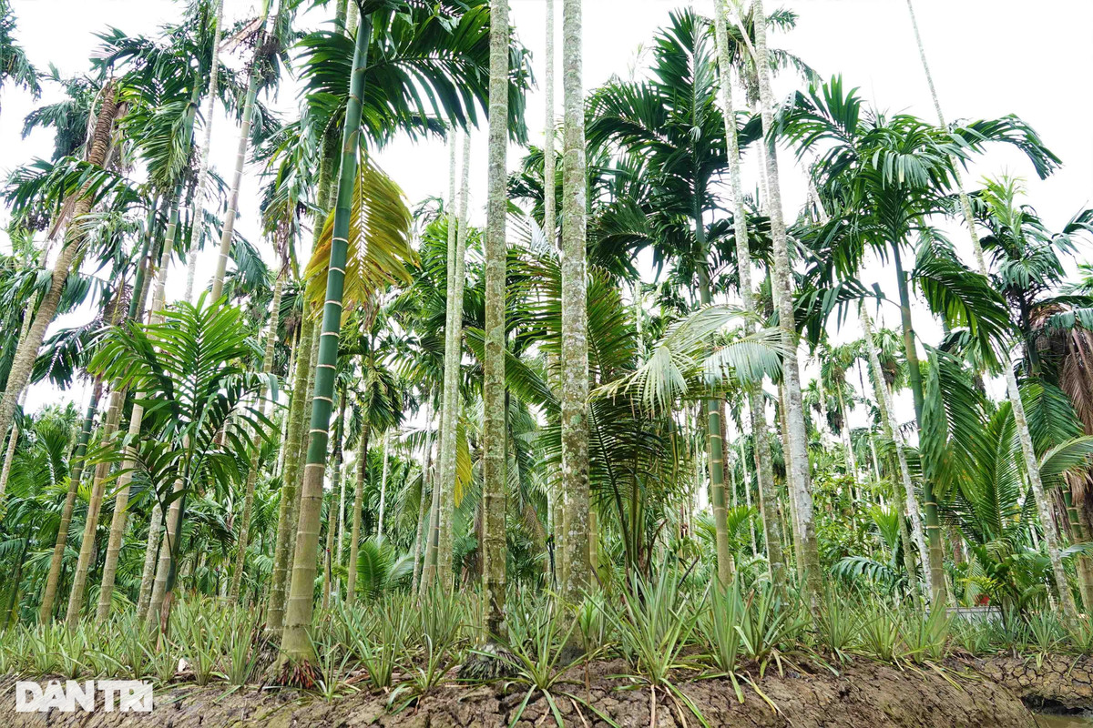 Tỷ phú chân đất thành công với cách làm cho cau, dừa, dứa 'sống chung' ảnh 2 Tỷ phú chân đất thành công với cách làm cho cau, dừa, dứa 'sống chung' ảnh 2