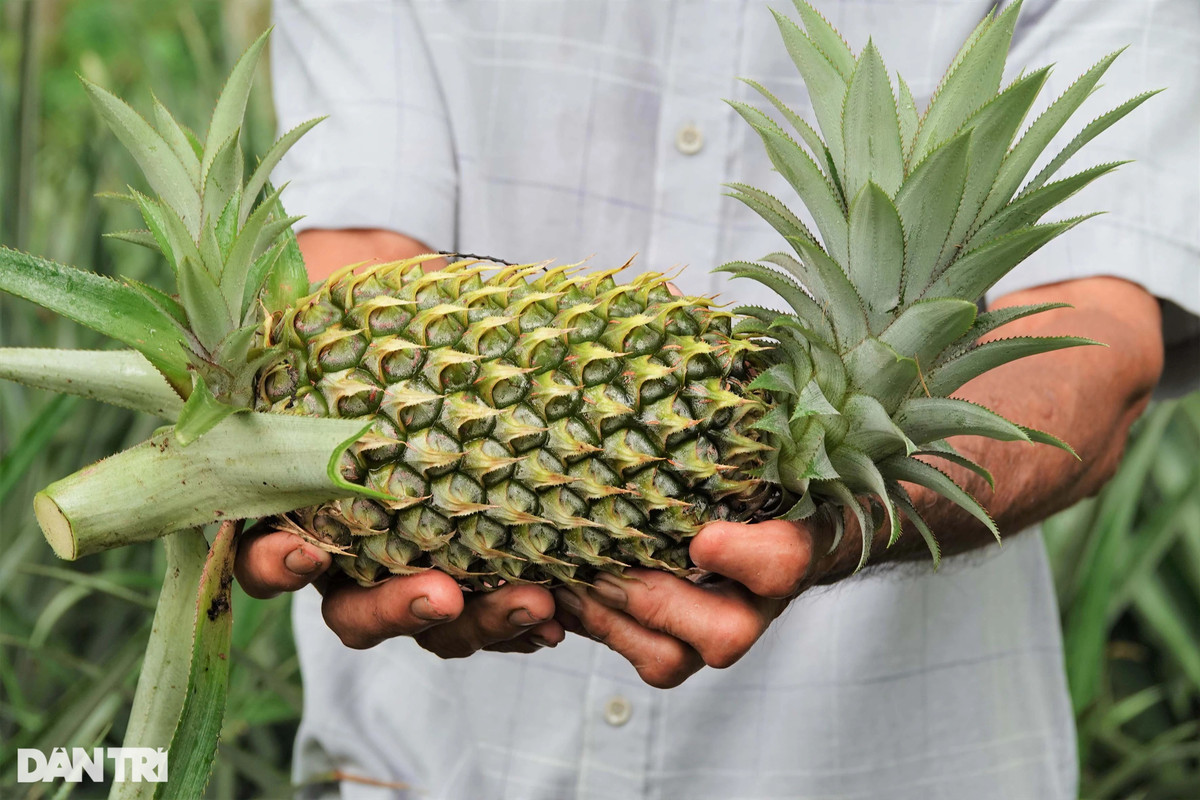 Tỷ phú chân đất thành công với cách làm cho cau, dừa, dứa 'sống chung' ảnh 3 Tỷ phú chân đất thành công với cách làm cho cau, dừa, dứa 'sống chung' ảnh 3