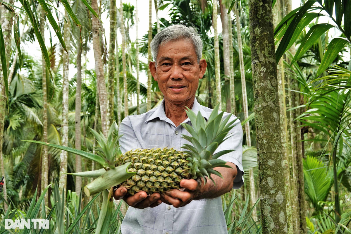 Tỷ phú chân đất thành công với cách làm cho cau, dừa, dứa 'sống chung' ảnh 1 Tỷ phú chân đất thành công với cách làm cho cau, dừa, dứa 'sống chung' ảnh 1