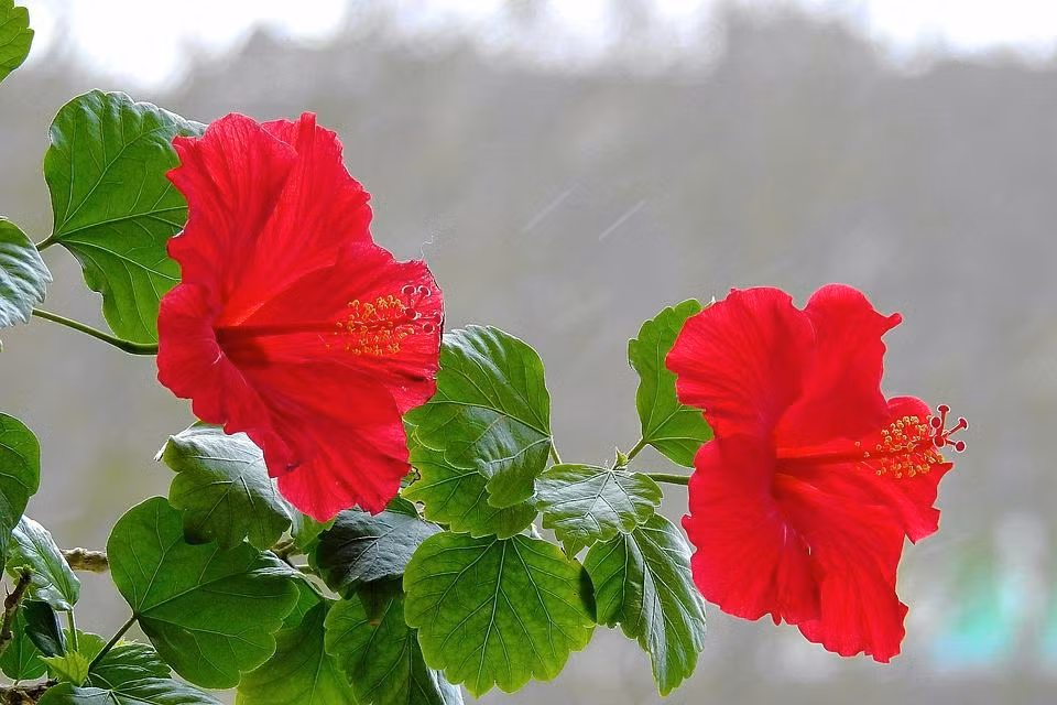 Ai sinh thang Am lich nay cuoc song vat va, con cai thanh danh, ve gia huong phuc-Hinh-3