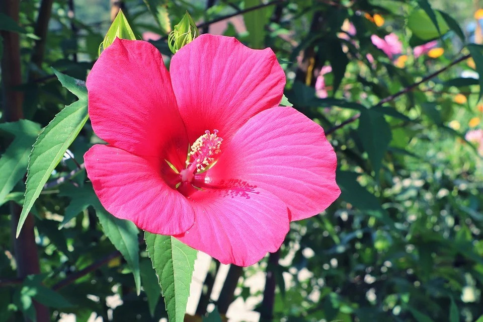 Ai sinh tháng Âm lịch này cuộc sống vất vả, con cái thành danh, về già hưởng phúc Ai sinh thang Am lich nay cuoc song vat va, con cai thanh danh, ve gia huong phuc