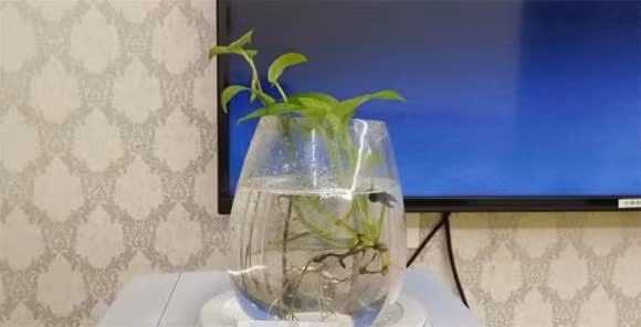 Nha giau co nao thi 4 mon nay cung khong duoc dat canh tivi, nhan ra nen som cat di-Hinh-3