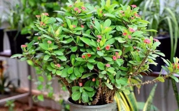 4 loai hoa 'xui xeo' nhat dinh dung nuoi trong nha-Hinh-2