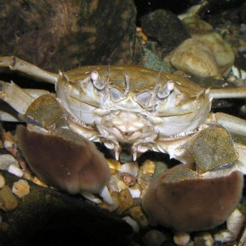 Cua long ngo tu Thuong Hai, ai ngo tren mot dong song o Quang Ninh-Hinh-2