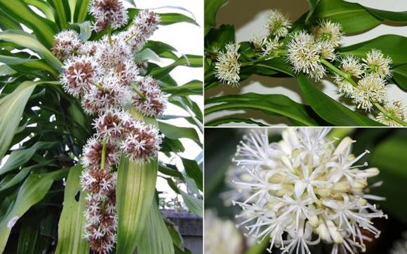 Hai loai cay hang dau giup gia chu giu cua, thu hut van may-Hinh-3