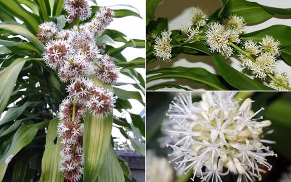 Hai loai cay hang dau giup gia chu giu cua, thu hut van may-Hinh-3