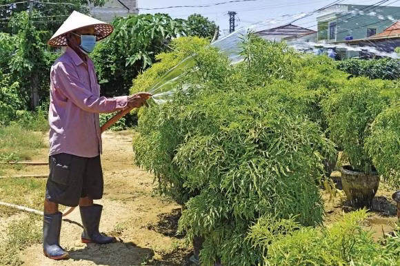 Hai loai cay hang dau giup gia chu giu cua, thu hut van may