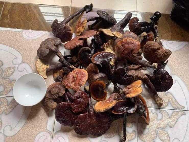 Loai cay duoc vi loc troi, o Viet Nam 6 trieu dong/kg-Hinh-3