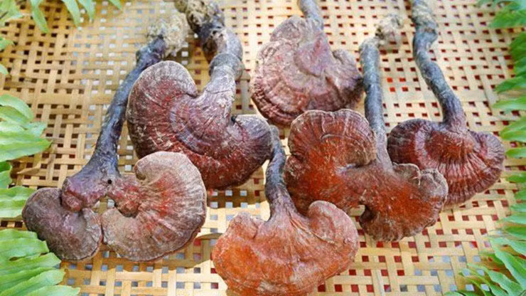 Loai cay duoc vi loc troi, o Viet Nam 6 trieu dong/kg-Hinh-2