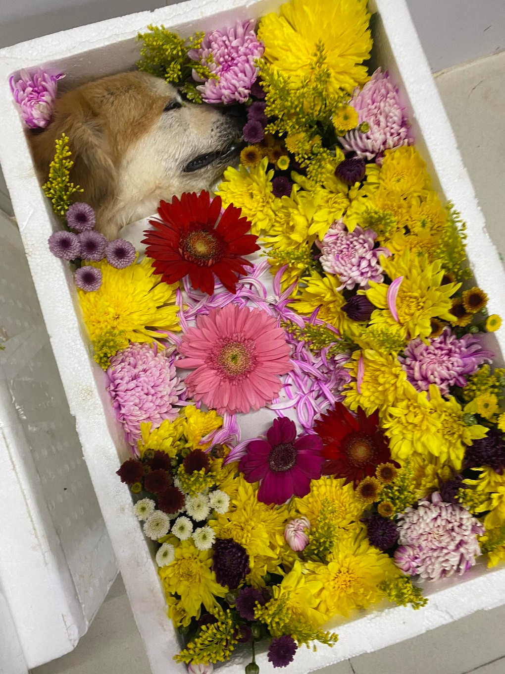 Phat voi dich vu mai tang thu cung, chu nuoi chi tien trieu-Hinh-5