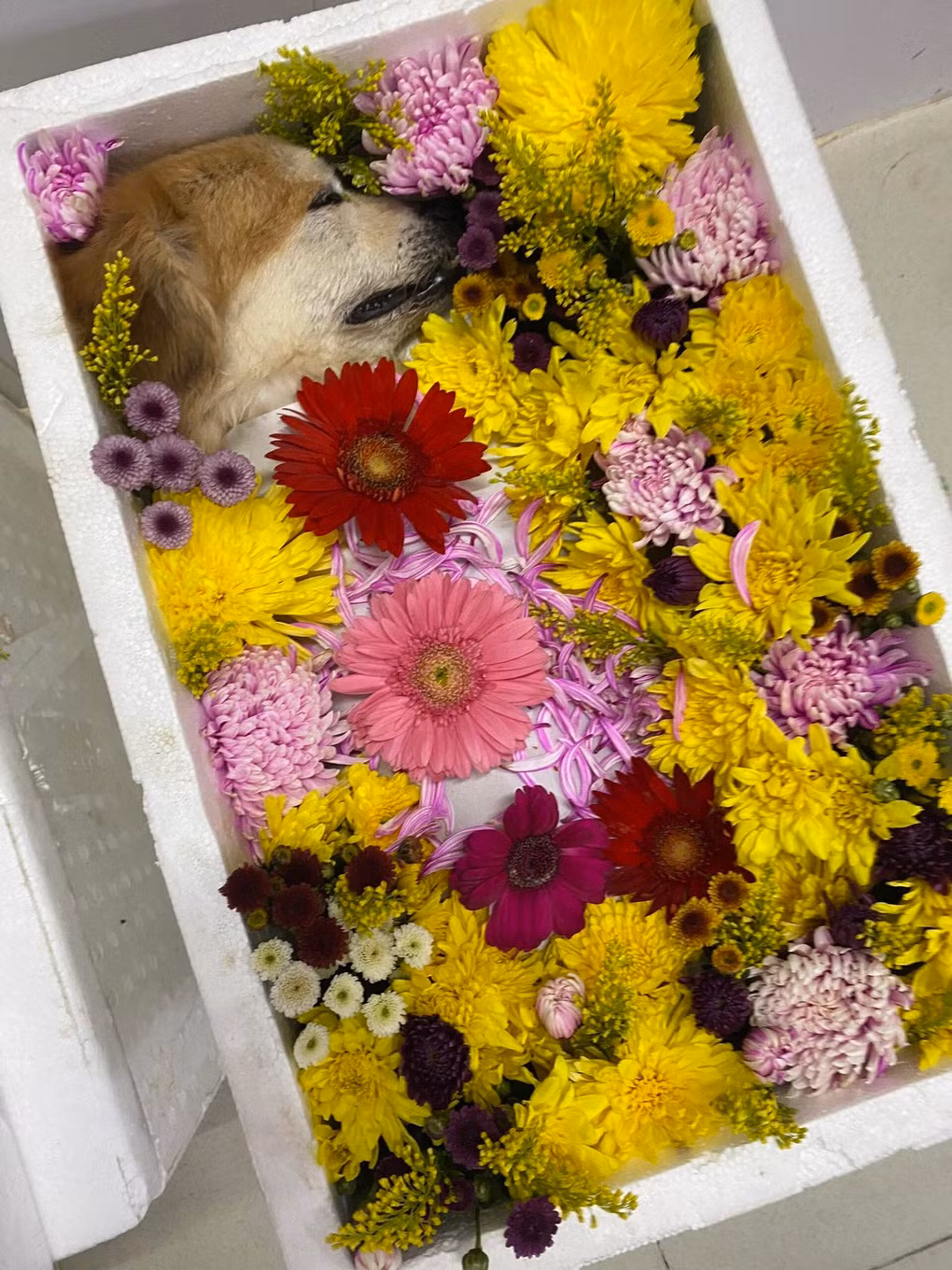 Phat voi dich vu mai tang thu cung, chu nuoi chi tien trieu-Hinh-5