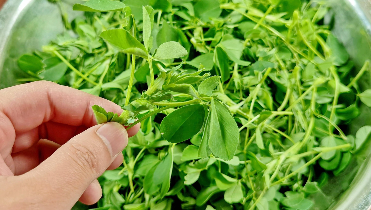 Loai rau “co dai lai la vi thuoc quy, co loi cho ngu tang-Hinh-3