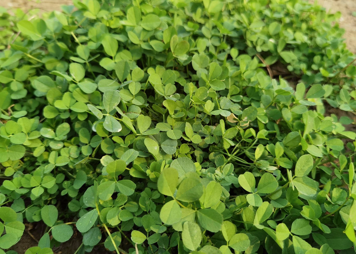 Loai rau “co dai lai la vi thuoc quy, co loi cho ngu tang