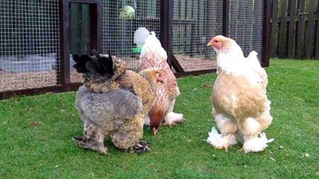 Doc dao ga “khong lo” gan 20kg, “nhin nhu cho ngao” ma 35 trieu-Hinh-2