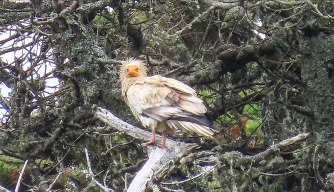 Đang vào rừng ngắm cây, người đàn ông bất ngờ gặp “chim thần” ảnh 1