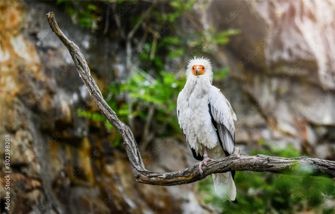 Đang vào rừng ngắm cây, người đàn ông bất ngờ gặp “chim thần” ảnh 3