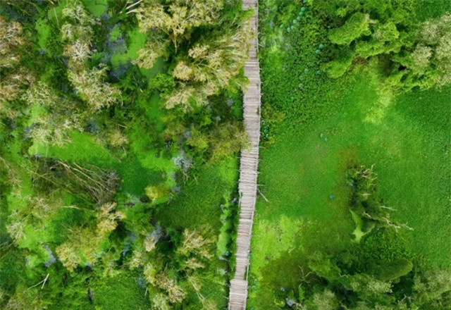 Rung tram dep nhat thuoc dia phan tinh nao?-Hinh-2