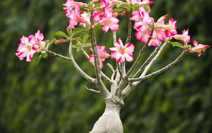 4 loai cay canh phai trong trong chau nho