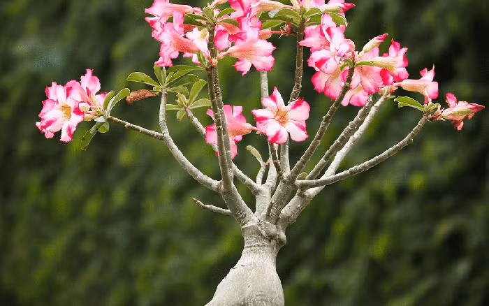 4 loai cay canh phai trong trong chau nho