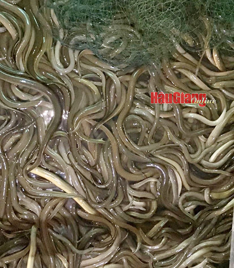 Nuôi lươn không bùn dày đặc, nông dân thua lỗ nặng khi giá tụt dốc Nuoi luon khong bun day dac, nong dan thua lo nang khi gia tut doc