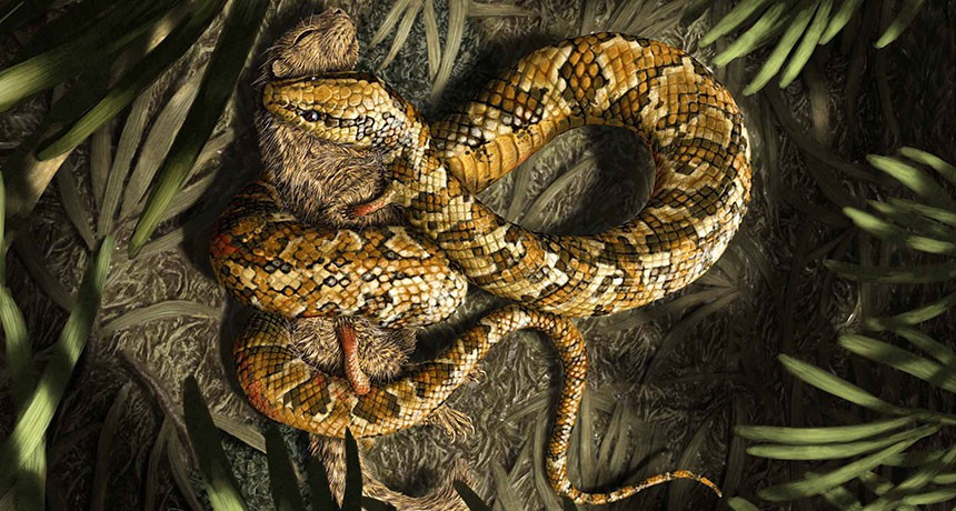 Vi sao ran mat chan sau 26 lan tien hoa kho khan?-Hinh-3